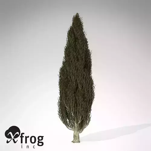 XfrogPlants Italian Cypress 3D model