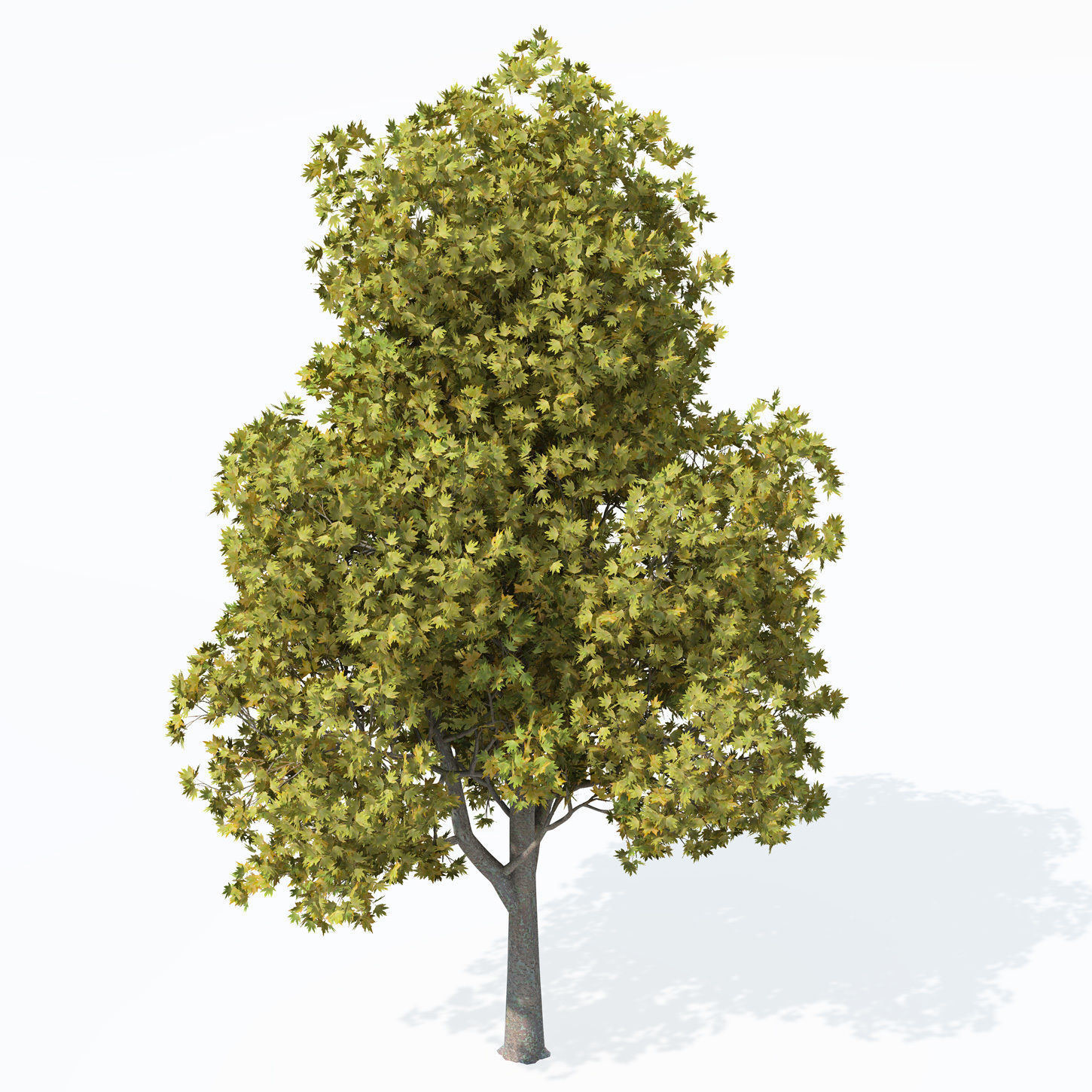 XfrogPlants Oriental Planetree 3D model_3
