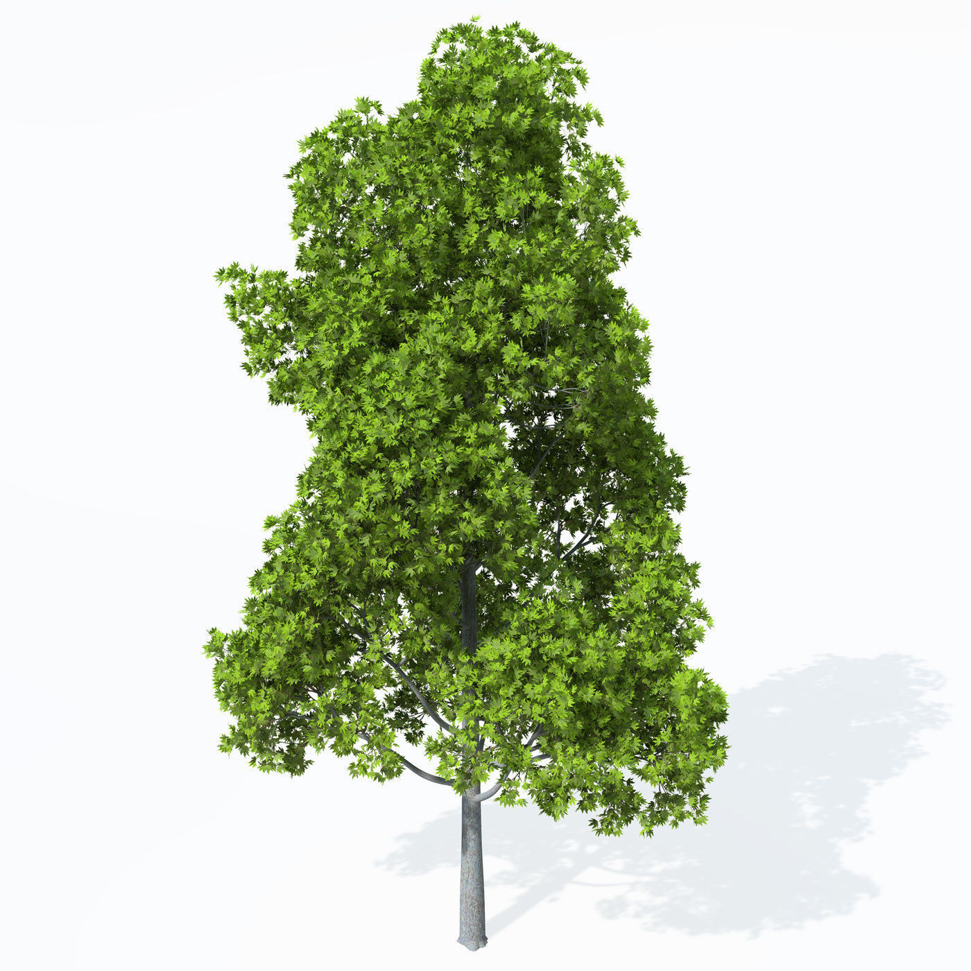 XfrogPlants Oriental Planetree 3D model_8