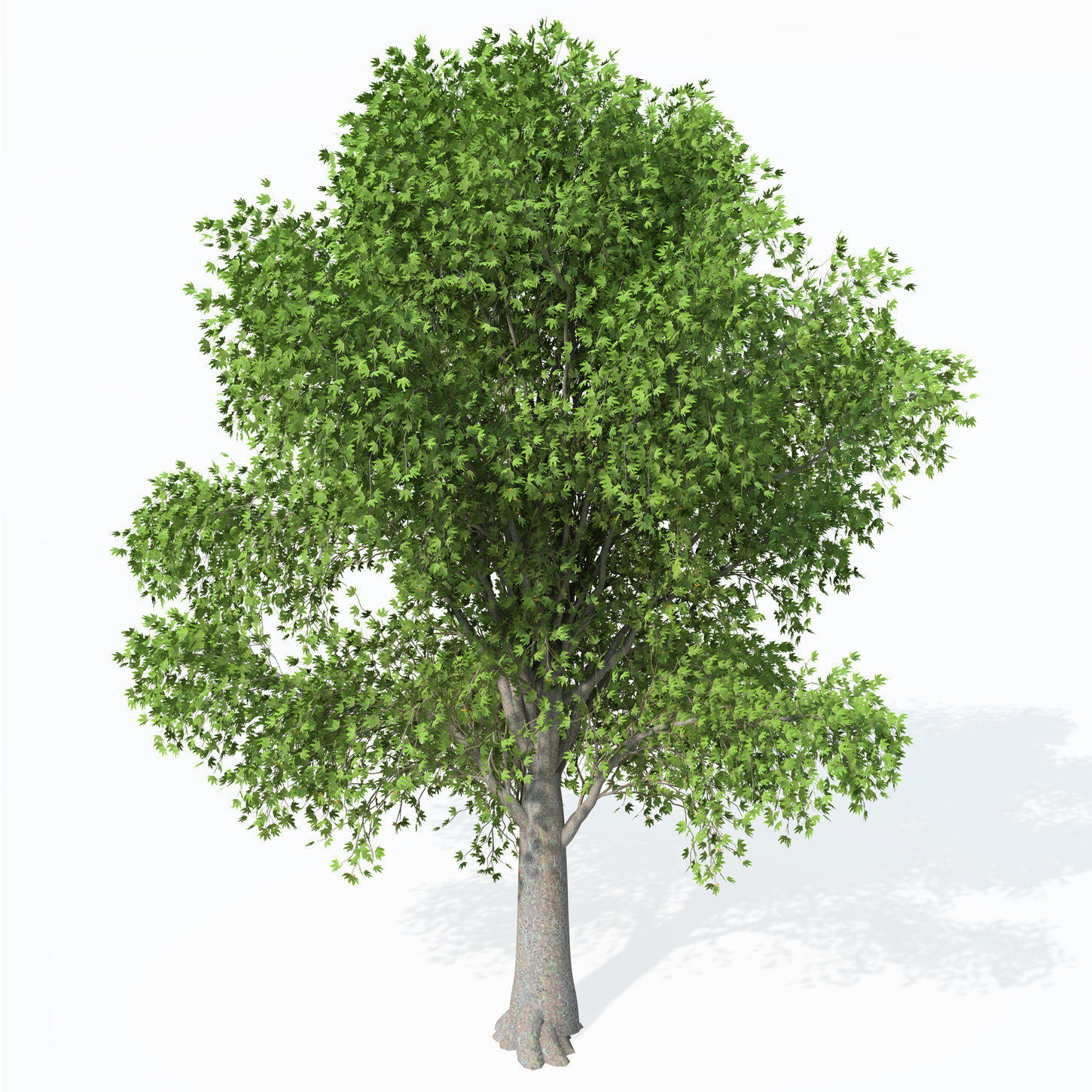 XfrogPlants Oriental Planetree 3D model_7