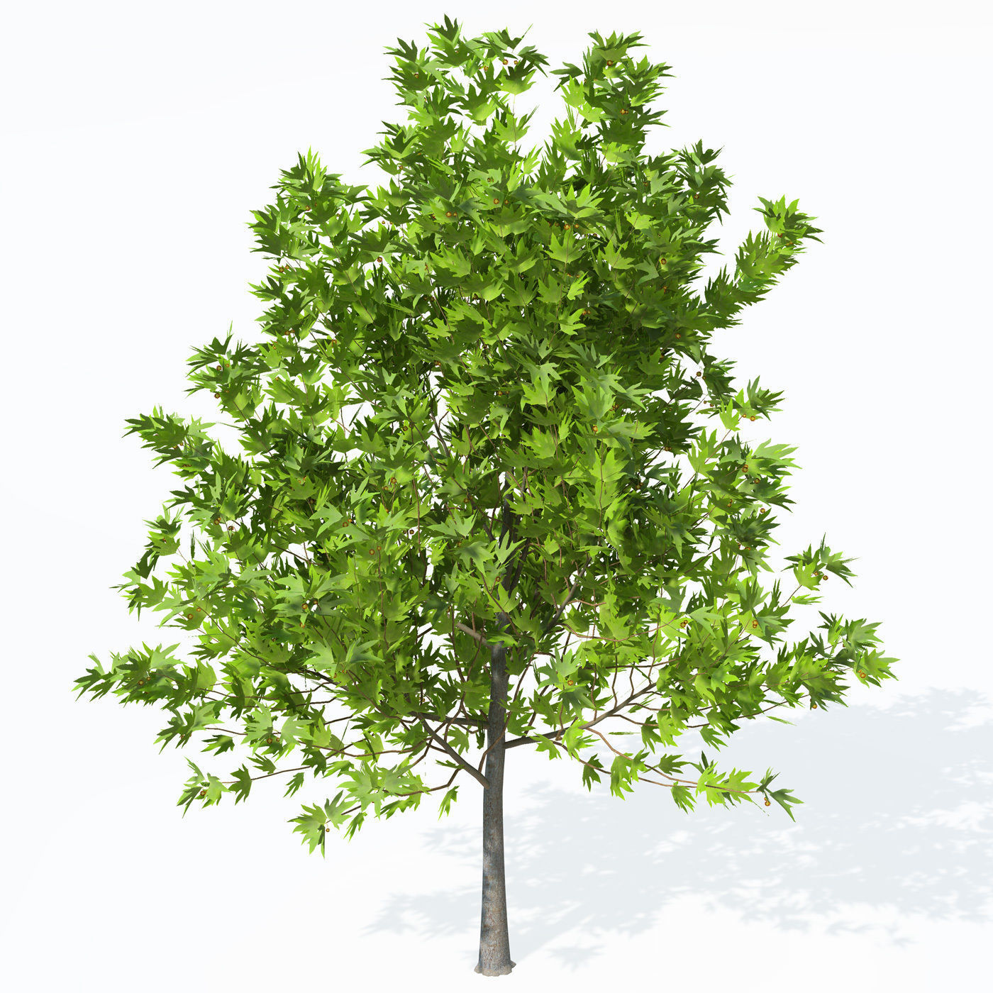 XfrogPlants Oriental Planetree 3D model_4