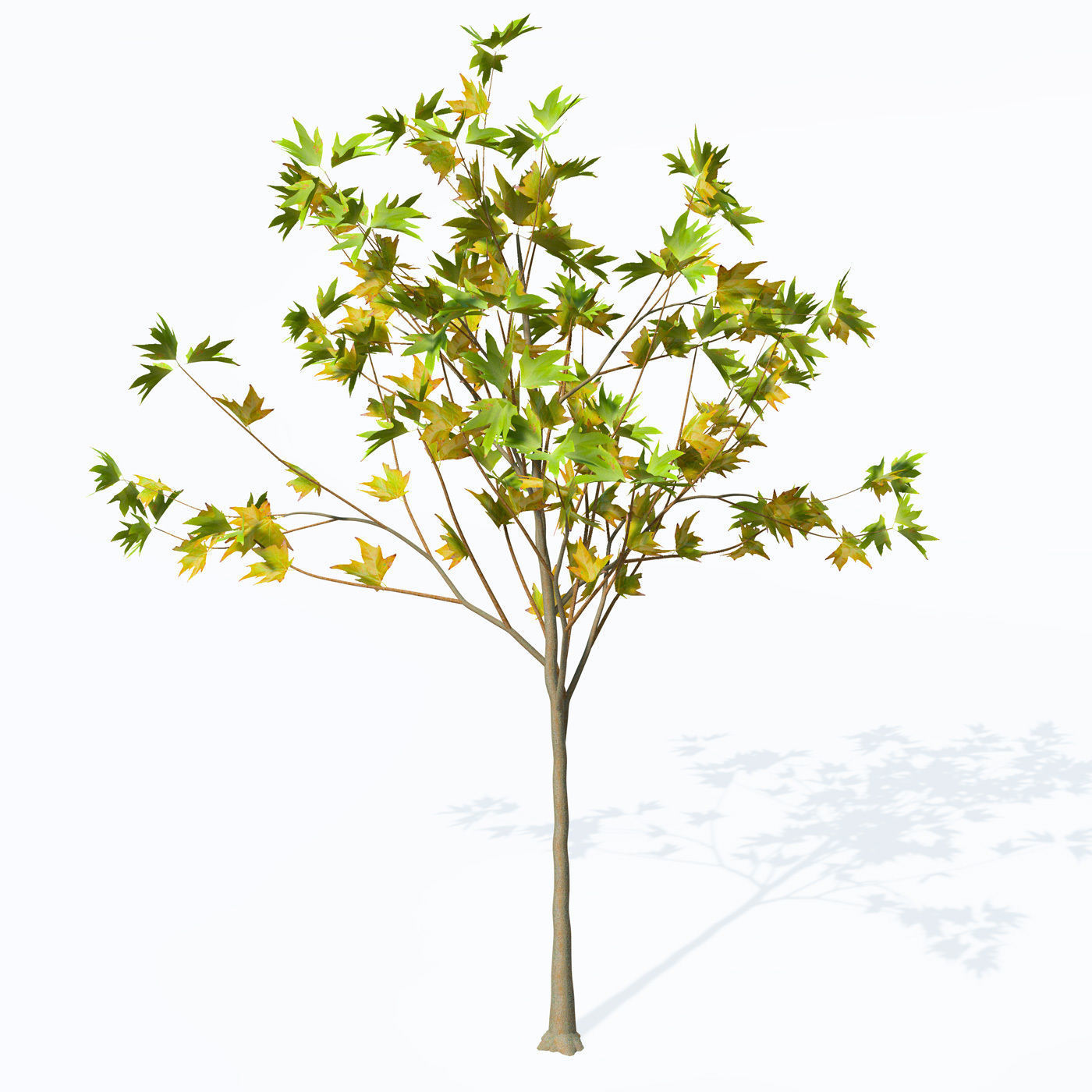 XfrogPlants Oriental Planetree 3D model_2