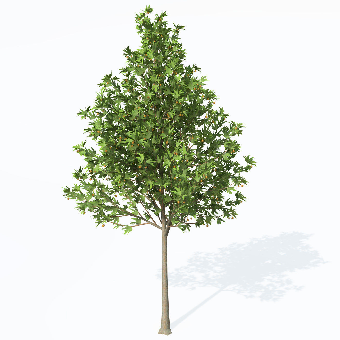 XfrogPlants Oriental Planetree 3D model_1