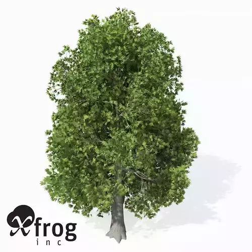 XfrogPlants Oriental Planetree 3D model