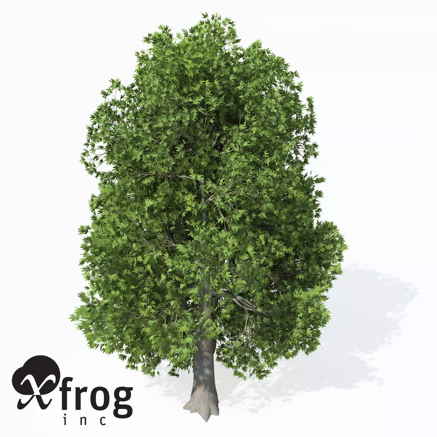 XfrogPlants Oriental Planetree 3D model_0