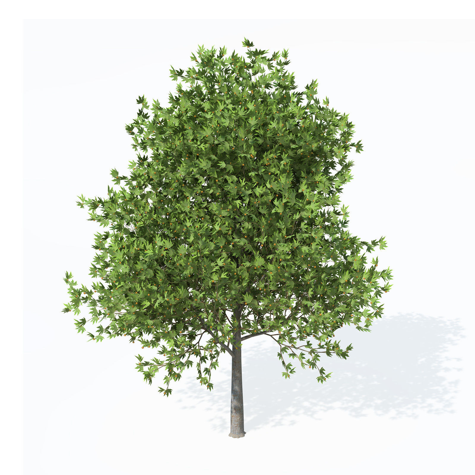 XfrogPlants Oriental Planetree 3D model_5