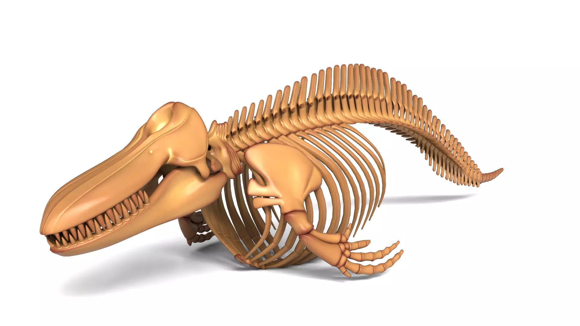 Orca Skeleton Realistic Killer Whale Bone Structure Asset 3D model