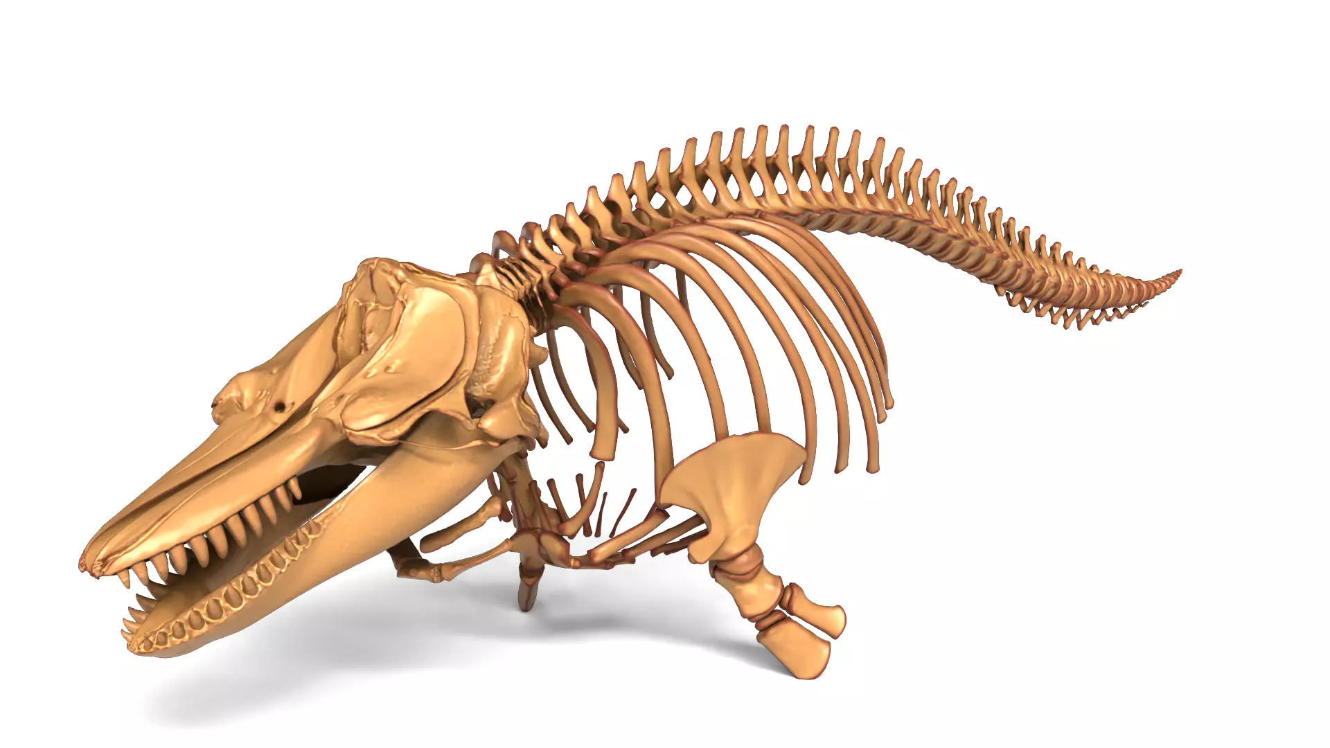Juvenile Male Orca Skeleton Detailed Killer Whale 3D model