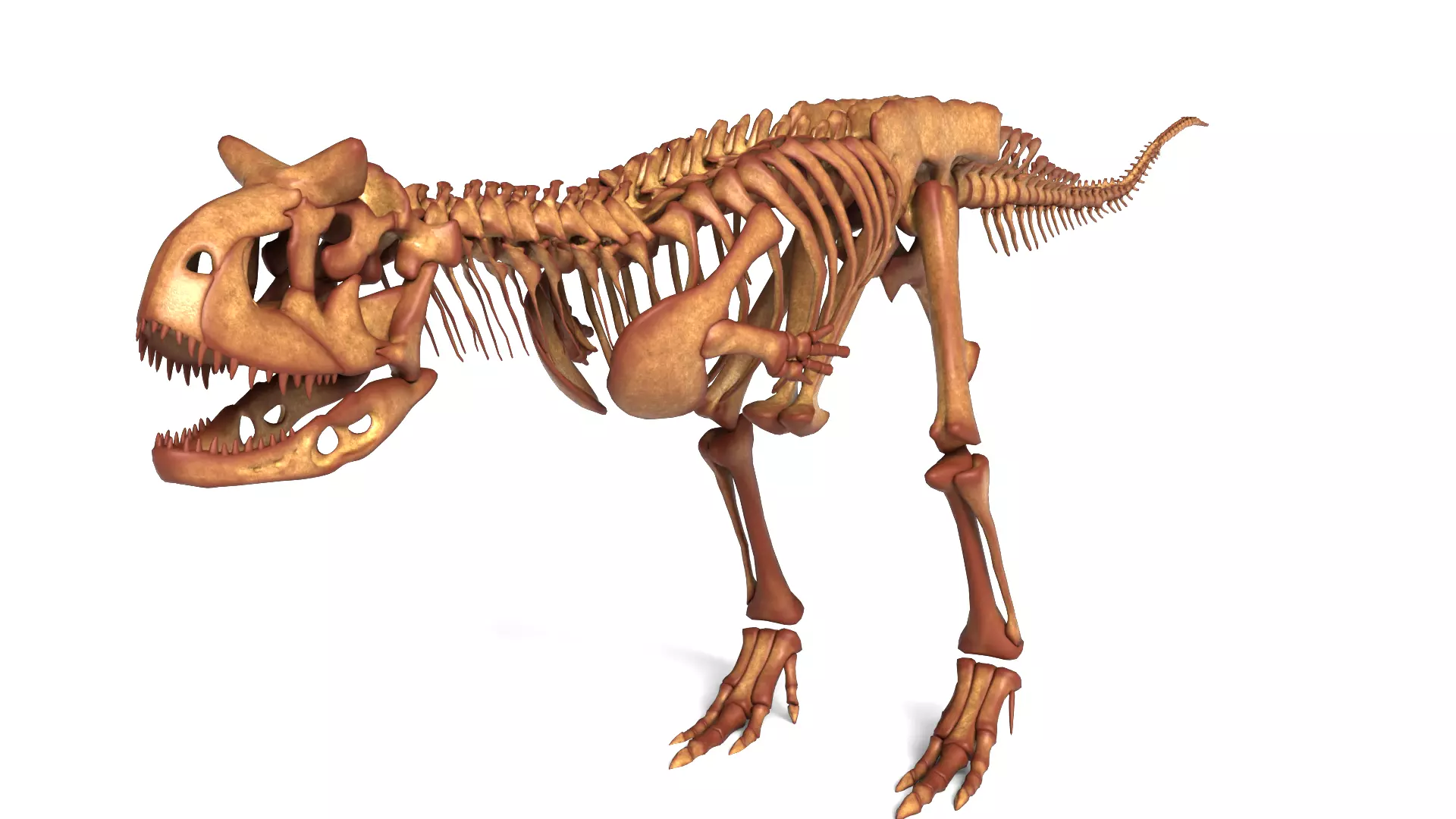 Carnotaurus Skeleton High Detail Cretaceous Theropod 3D model