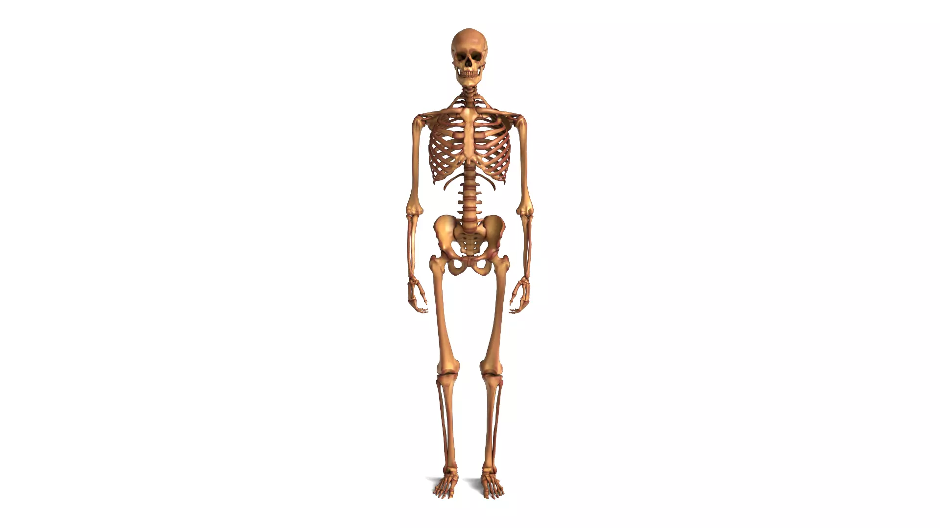 Human Skeleton Detailed Anatomical Bone Structure 3D model