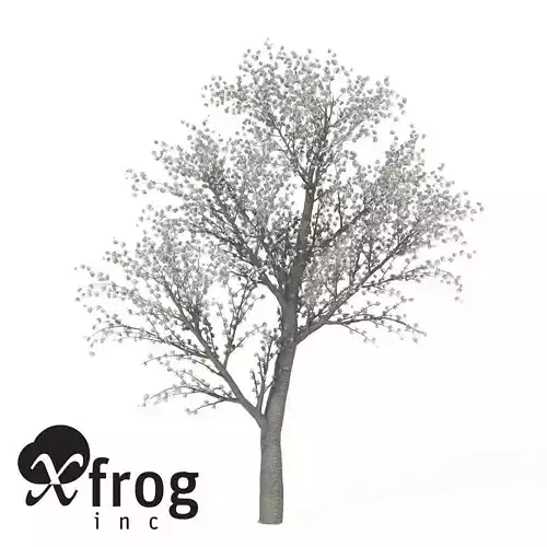 XfrogPlants Sweet Cherry Tree 3D model