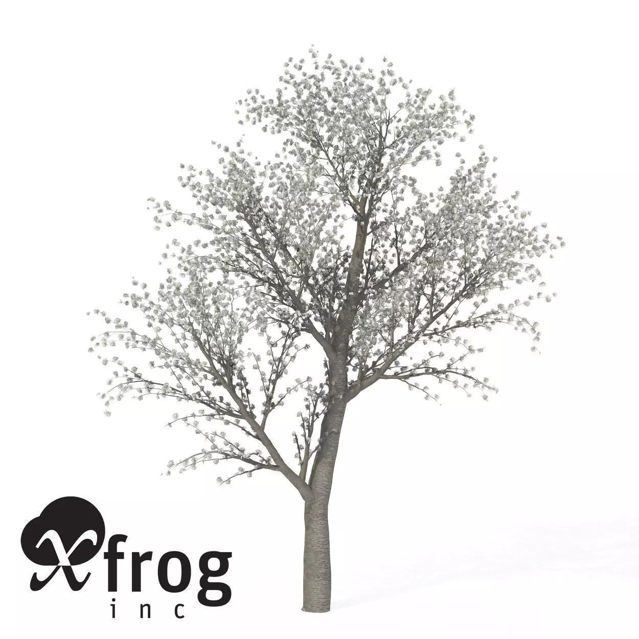 XfrogPlants Sweet Cherry Tree 3D model_0
