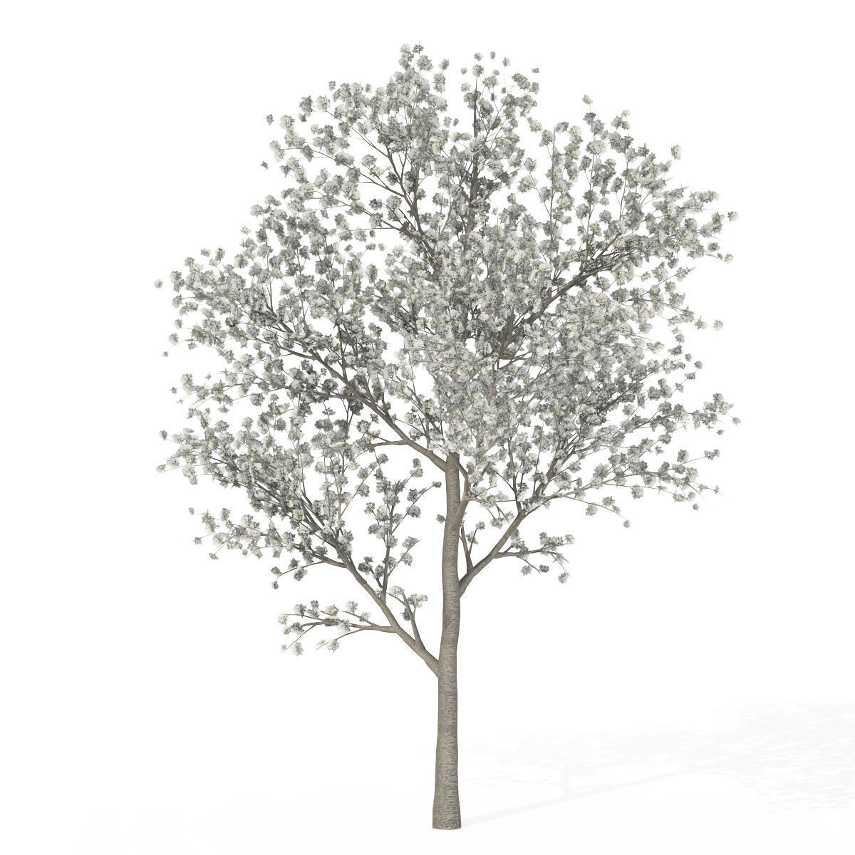 XfrogPlants Sweet Cherry Tree 3D model_1