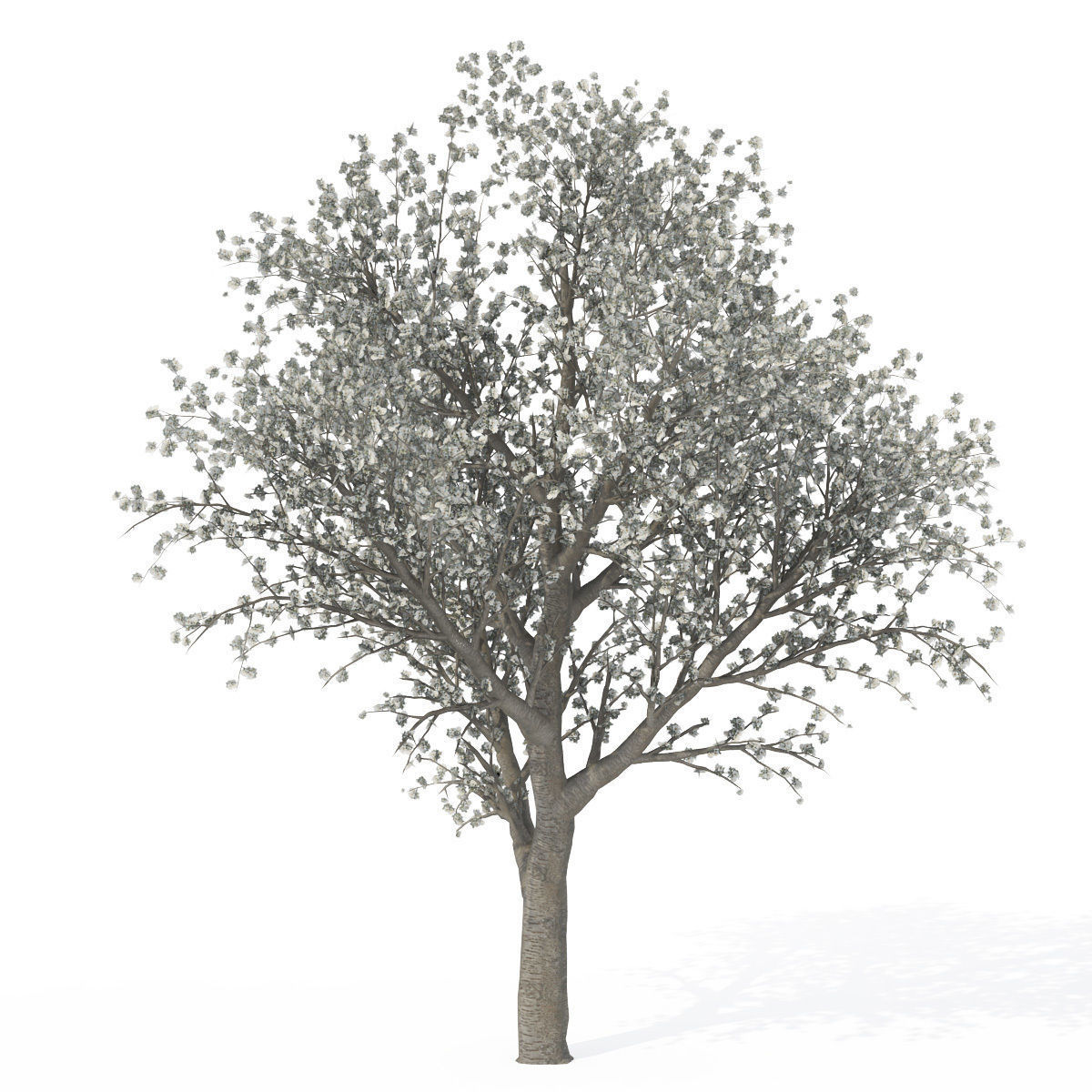 XfrogPlants Sweet Cherry Tree 3D model_2