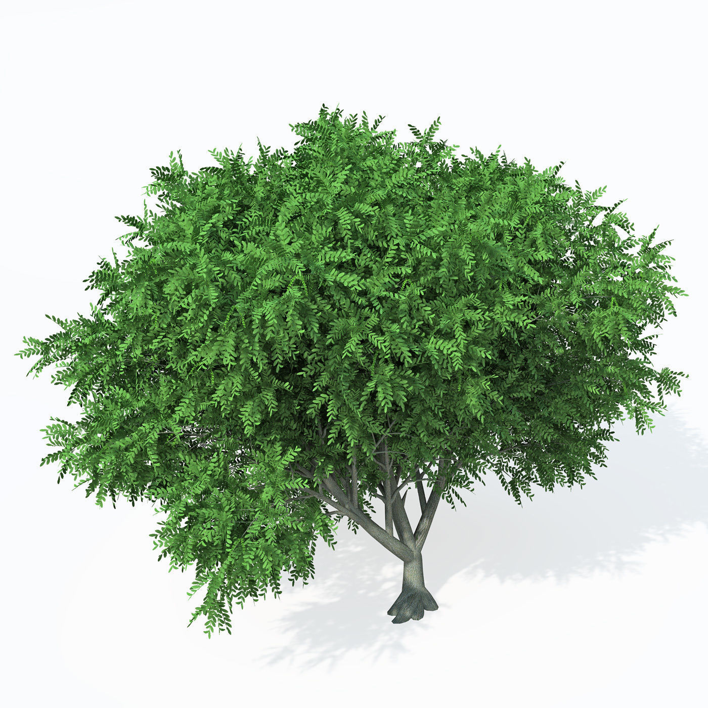 XfrogPlants Caucasian Wingnut 3D model_5