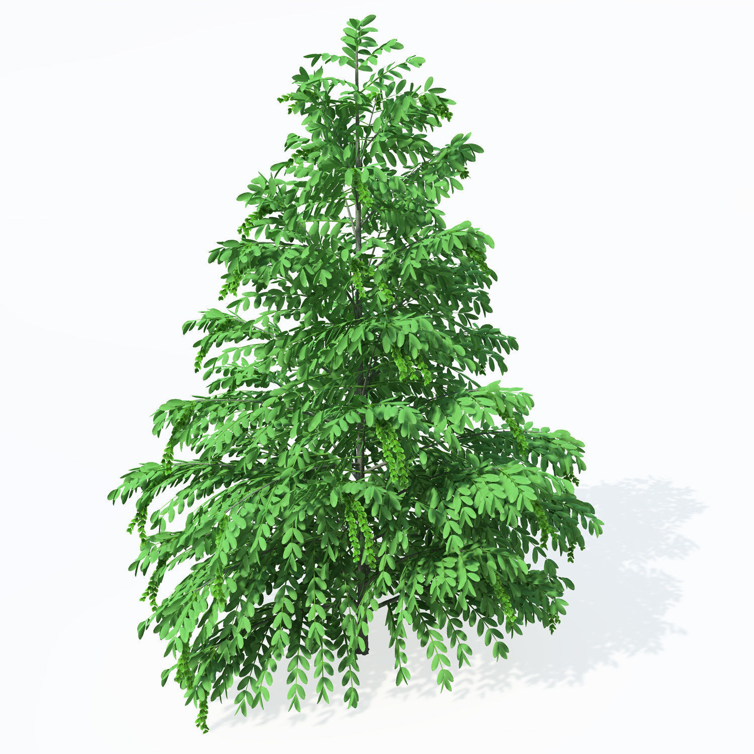 XfrogPlants Caucasian Wingnut 3D model_4