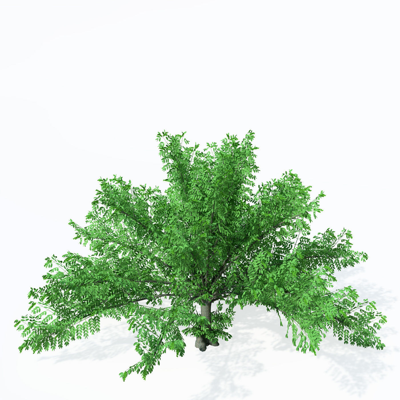 XfrogPlants Caucasian Wingnut 3D model_2
