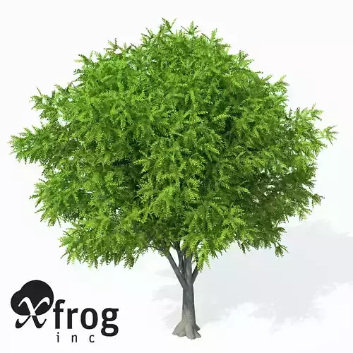 XfrogPlants Caucasian Wingnut 3D model