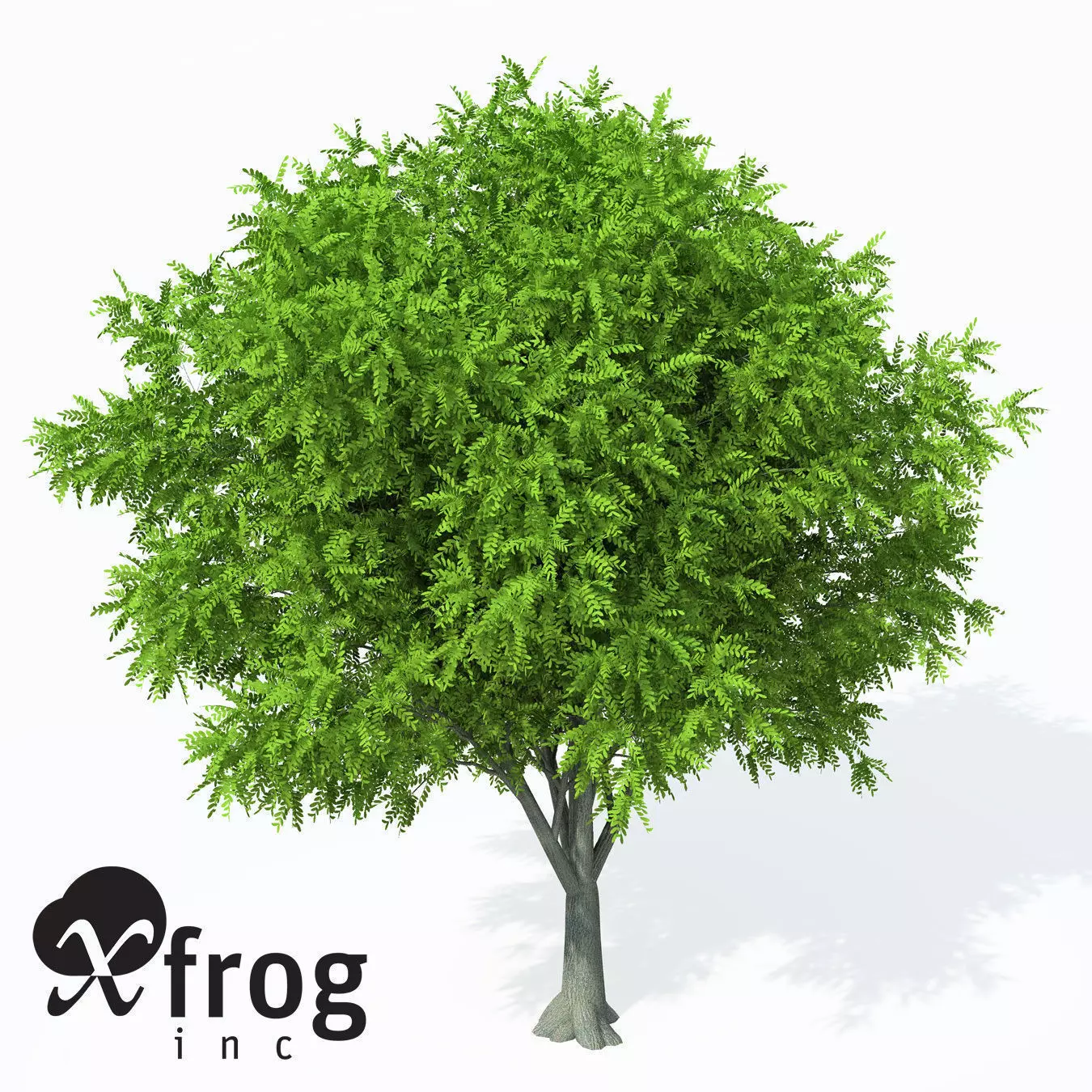 XfrogPlants Caucasian Wingnut 3D model_0