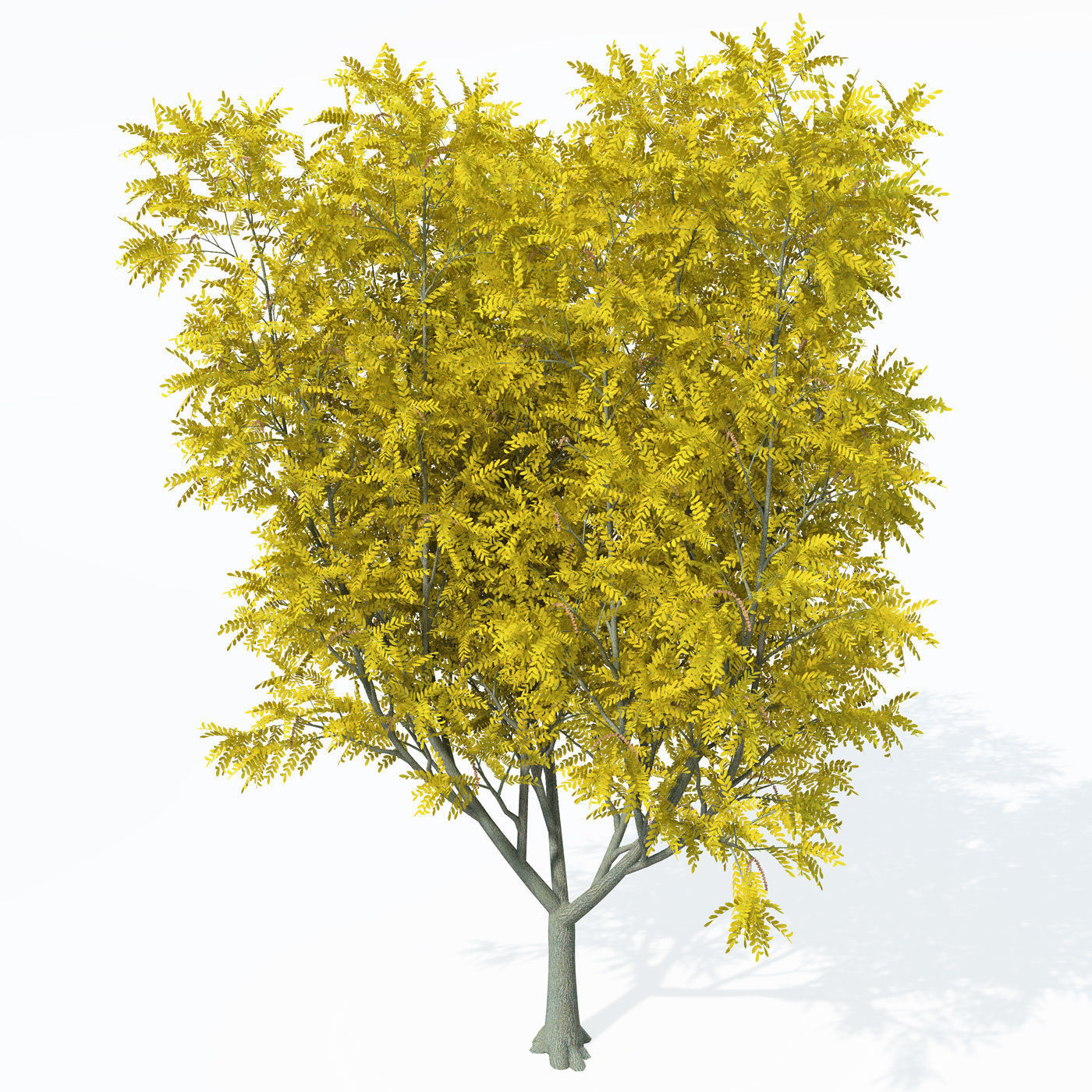 XfrogPlants Caucasian Wingnut 3D model_6