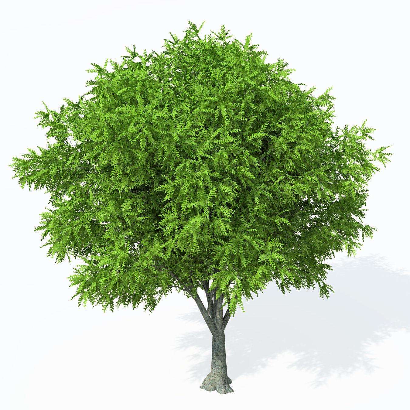 XfrogPlants Caucasian Wingnut 3D model_7