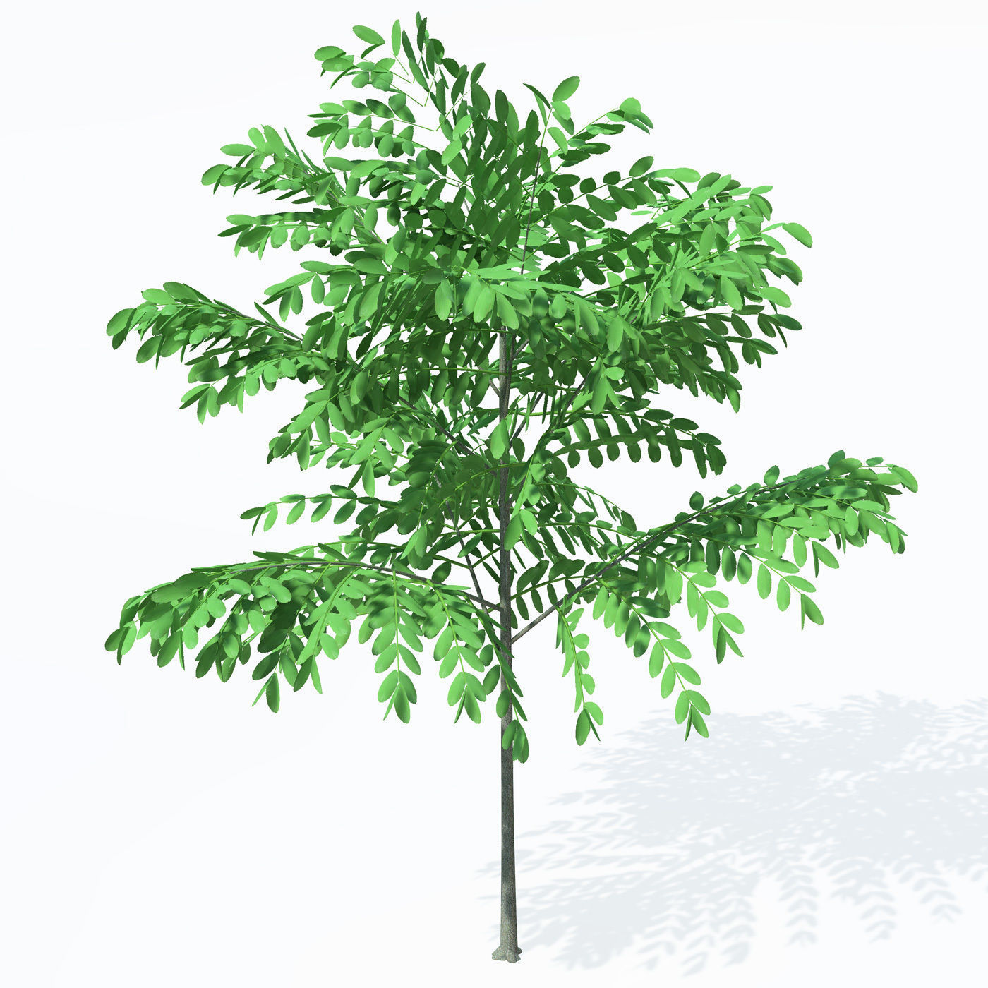 XfrogPlants Caucasian Wingnut 3D model_1