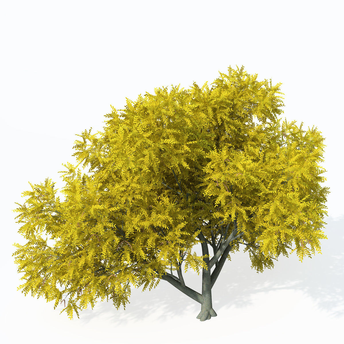 XfrogPlants Caucasian Wingnut 3D model_9