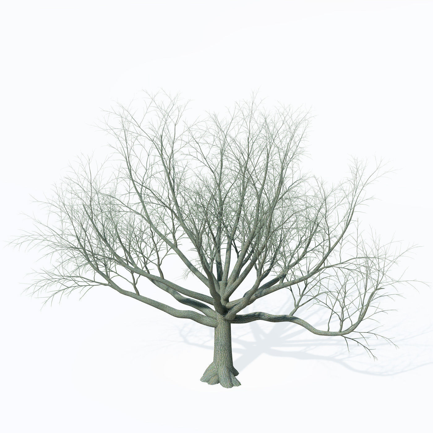XfrogPlants Caucasian Wingnut 3D model_8
