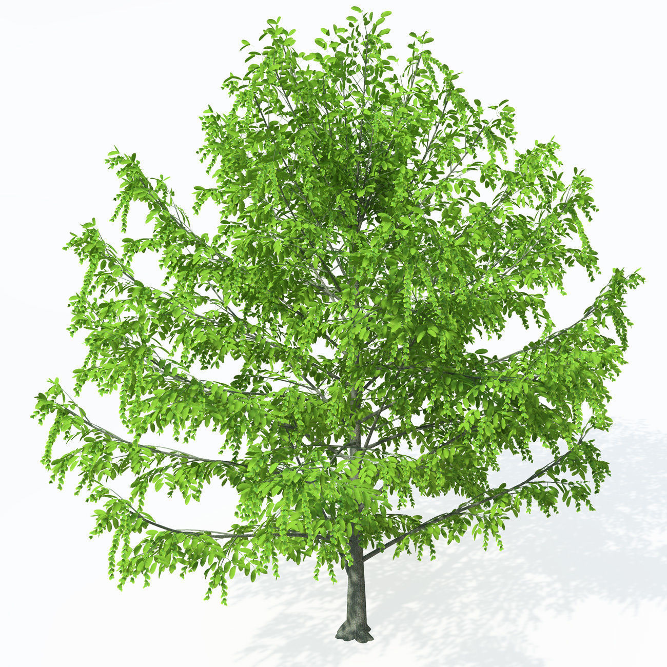 XfrogPlants Caucasian Wingnut 3D model_3