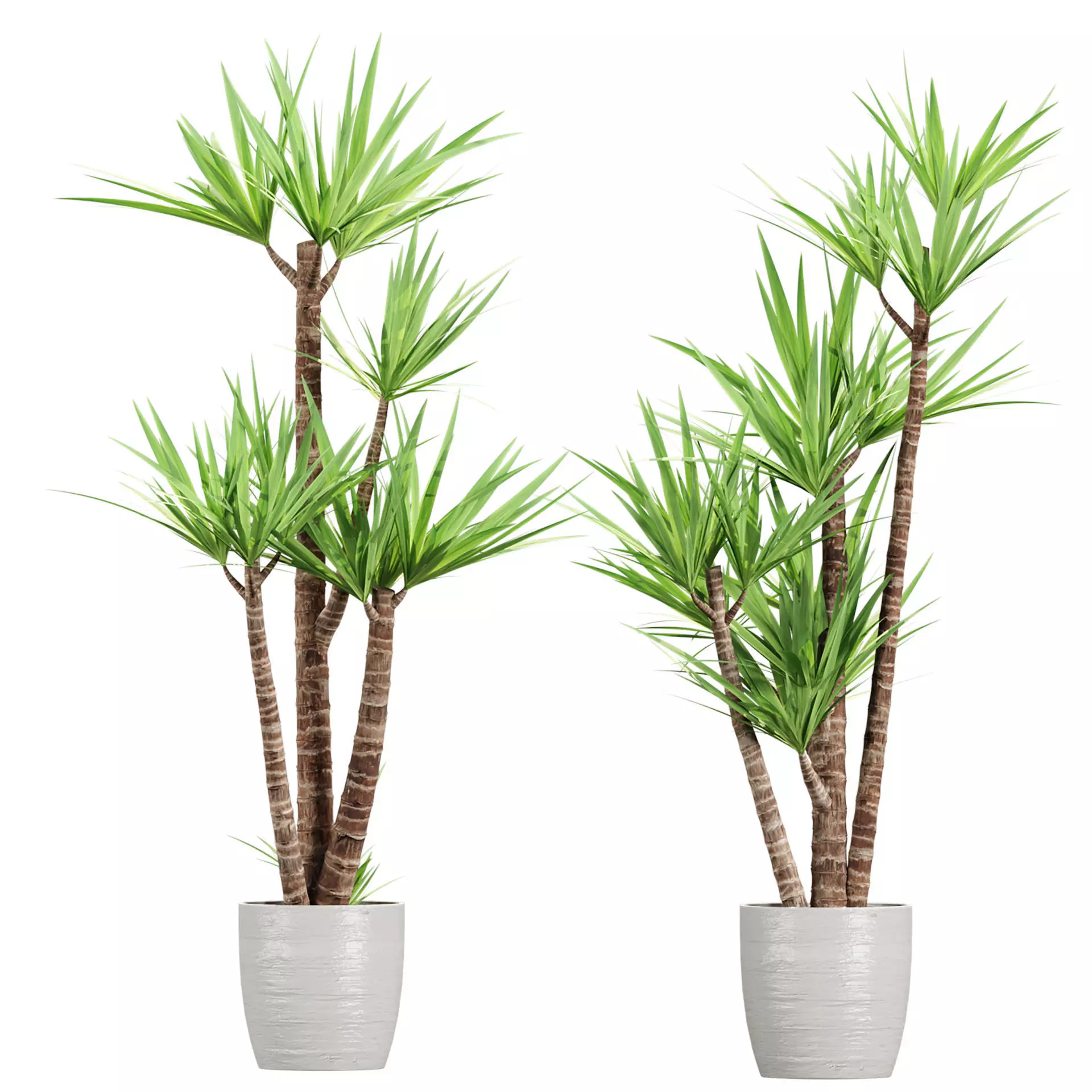 Yucca Plants for Indoors Vol 388 3D model