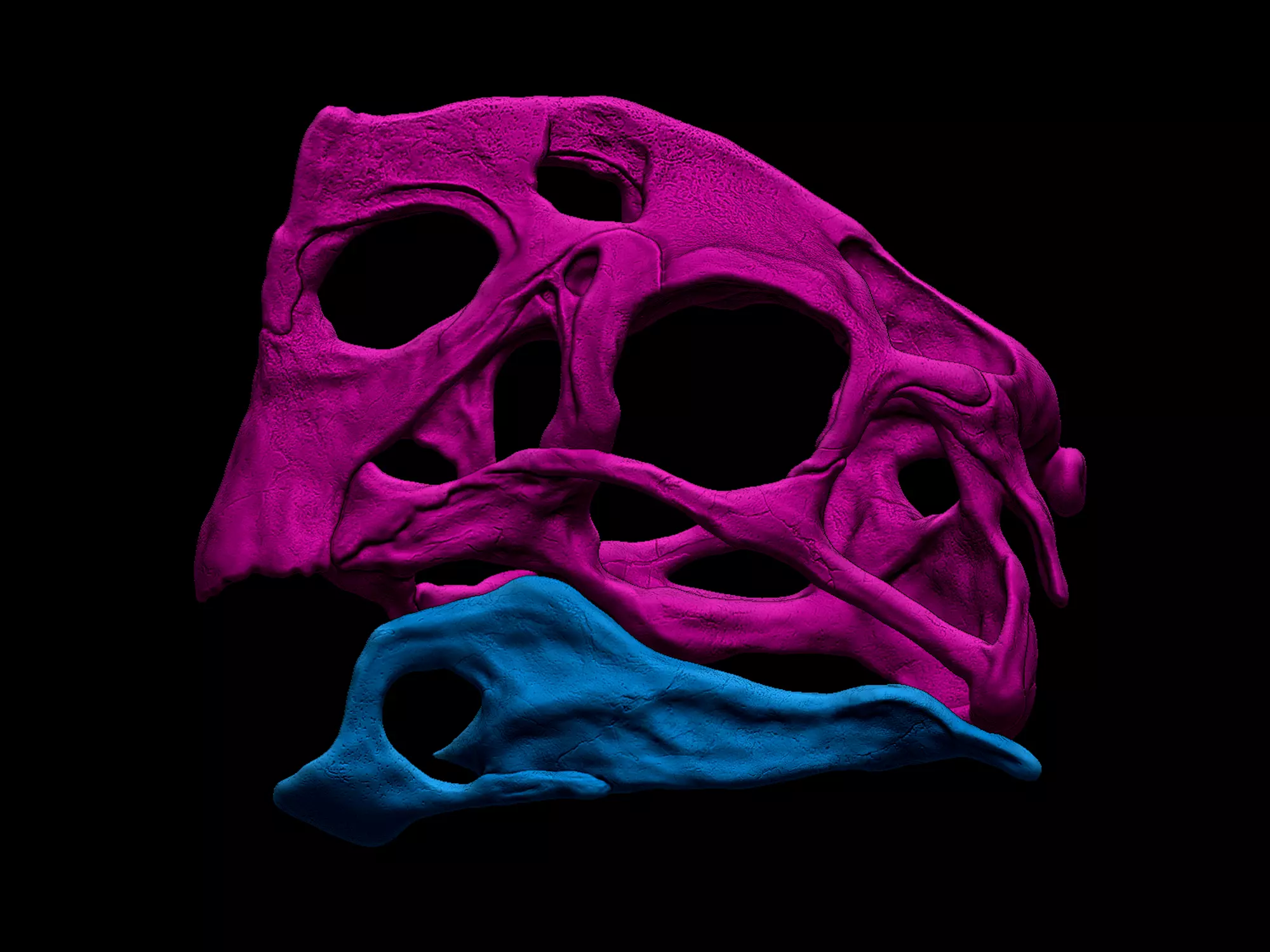 Oviraptor Citipati Skull 3D model 3D printable | CGTrader