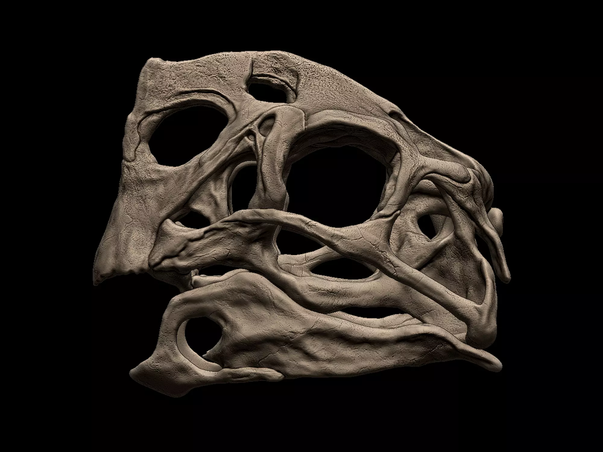 木彫　恐竜　Oviraptor（Citipati)　頭骨模型 7cm Oviraptor Citipati Skull 3D model 3D printable | CGTrader