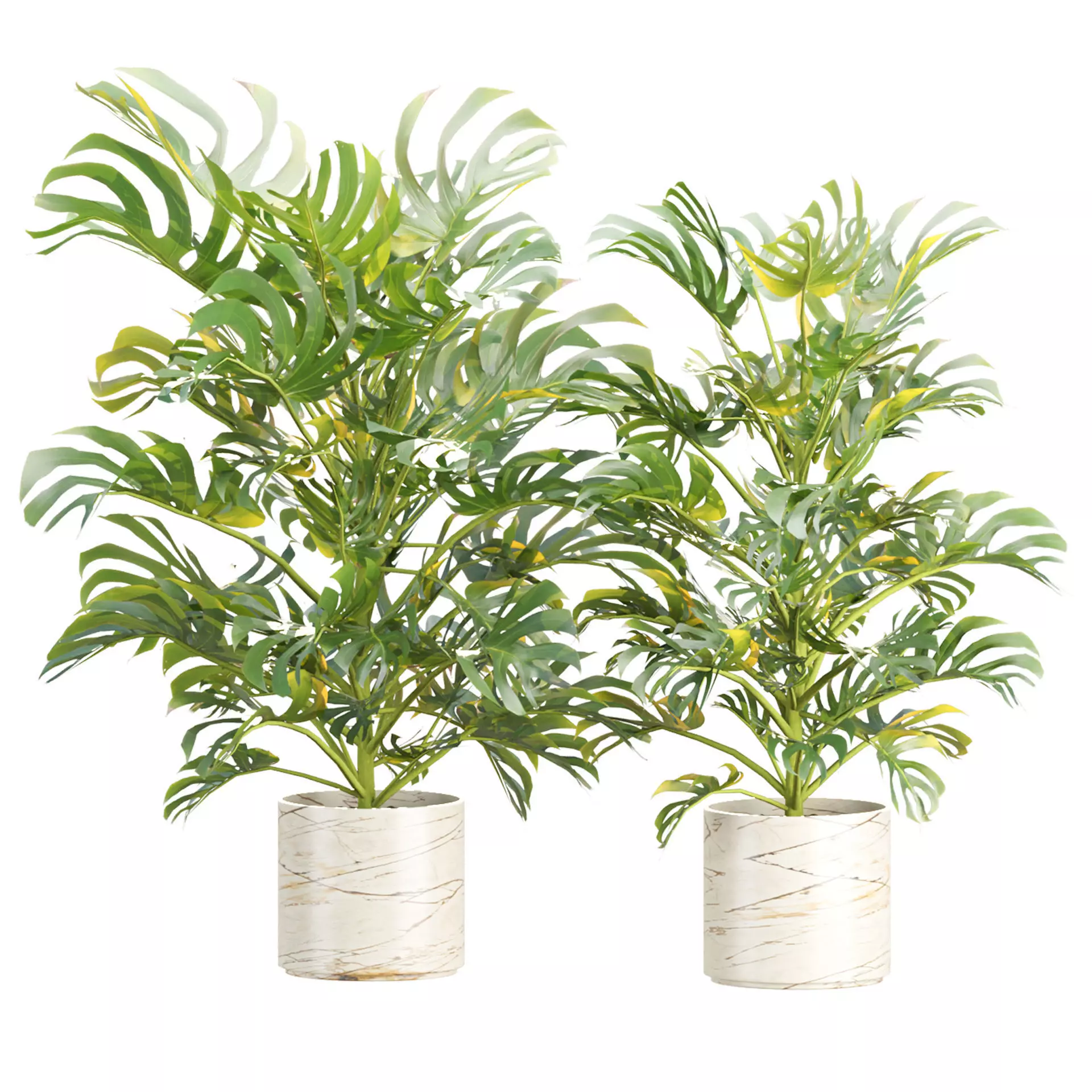 Monstera Plant Vol 385 3D model