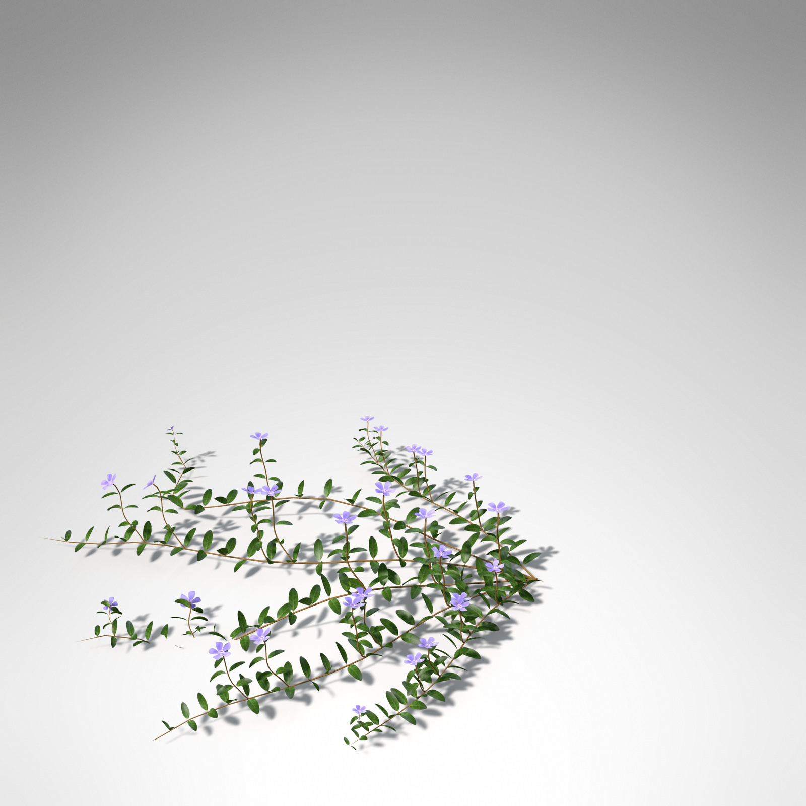 XfrogPlants Lesser Periwinkle 3D model_7
