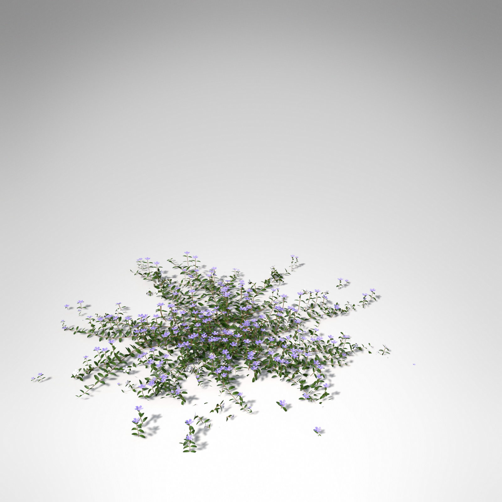 XfrogPlants Lesser Periwinkle 3D model_8