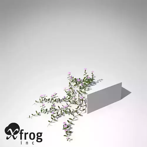 XfrogPlants Lesser Periwinkle 3D model