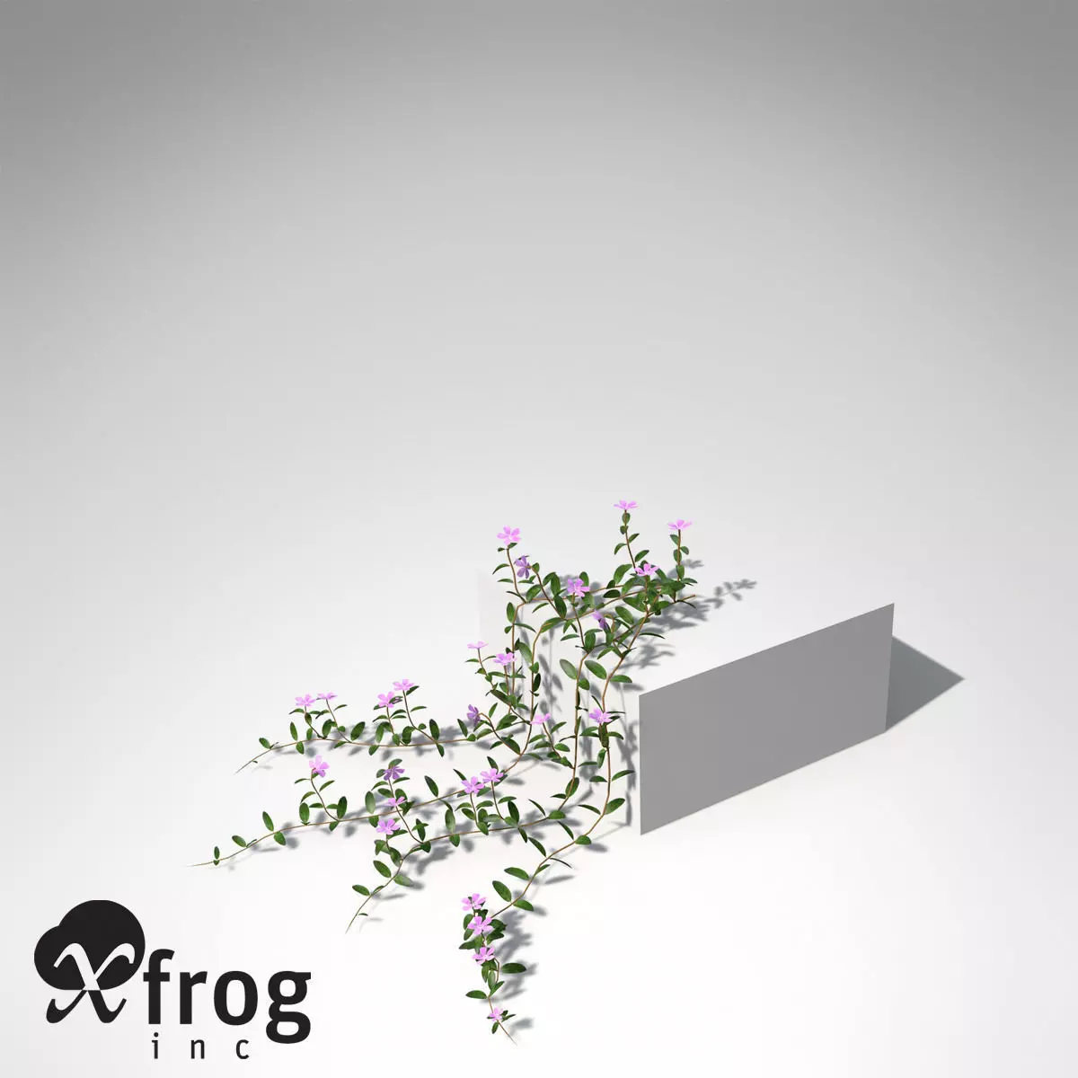 XfrogPlants Lesser Periwinkle 3D model_0