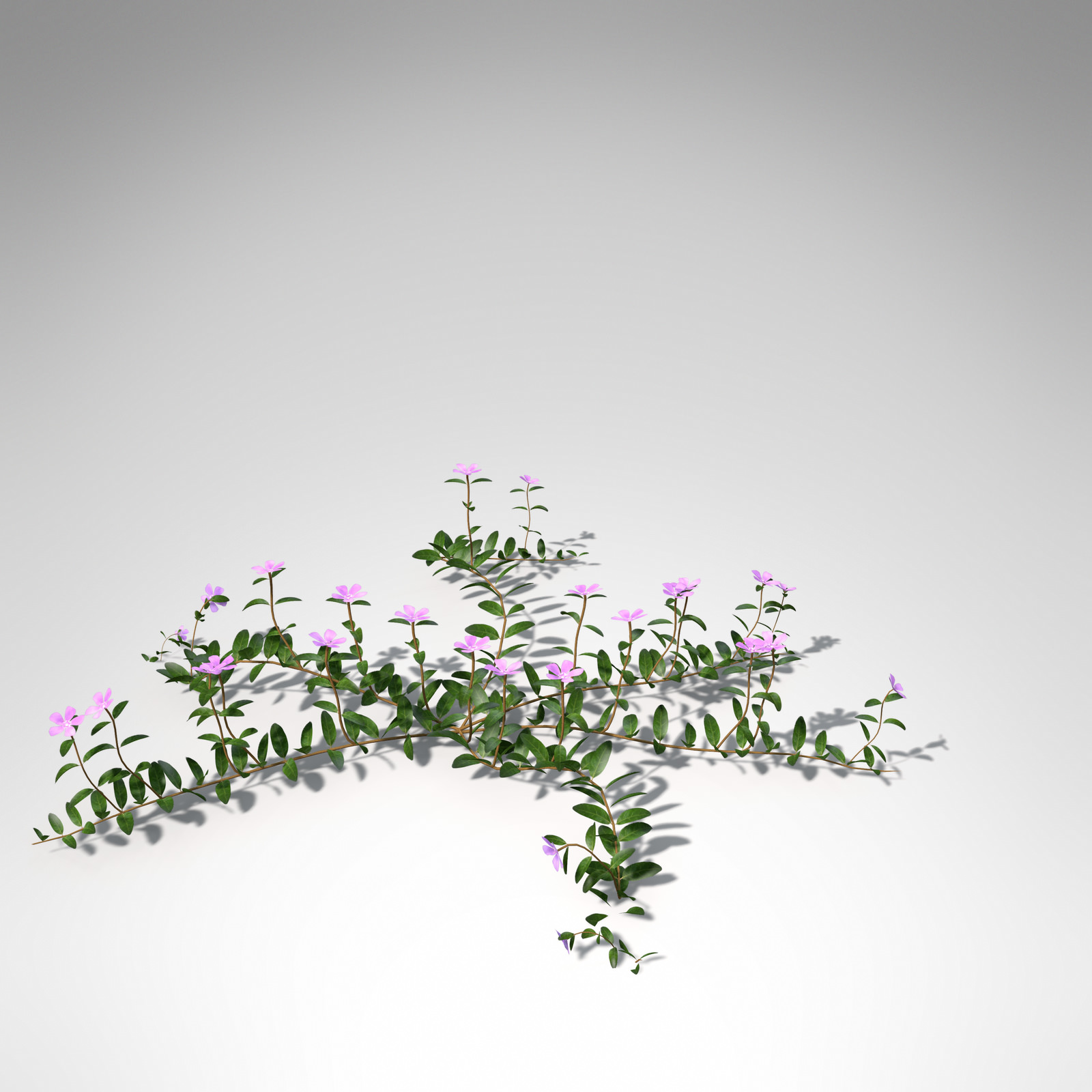 XfrogPlants Lesser Periwinkle 3D model_6