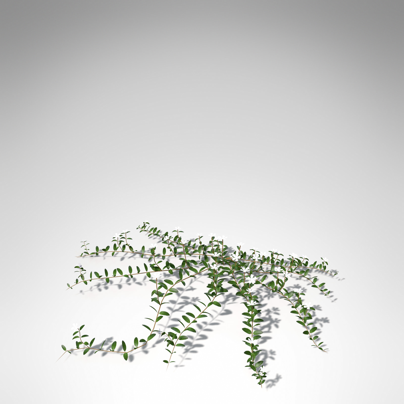XfrogPlants Lesser Periwinkle 3D model_2