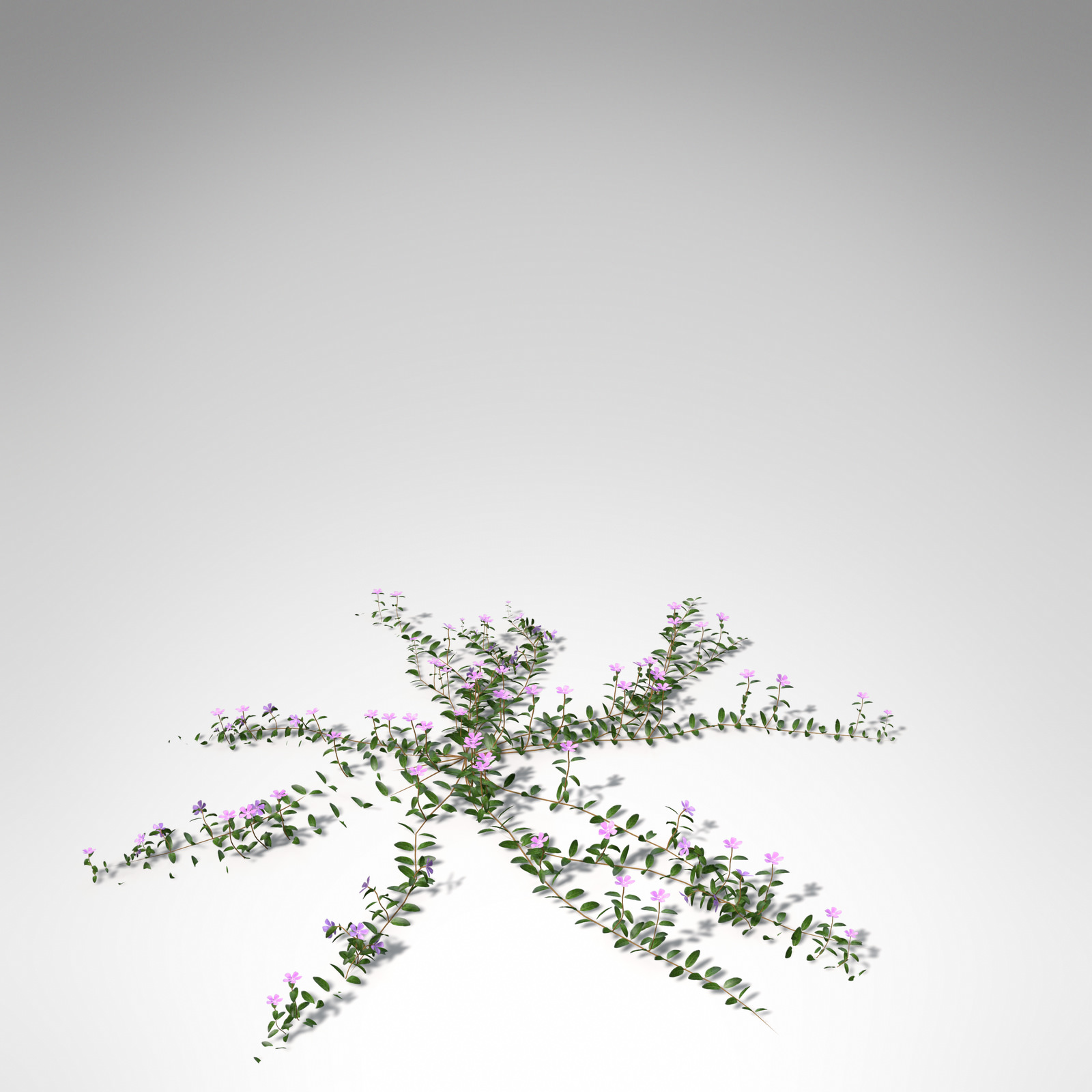 XfrogPlants Lesser Periwinkle 3D model_5