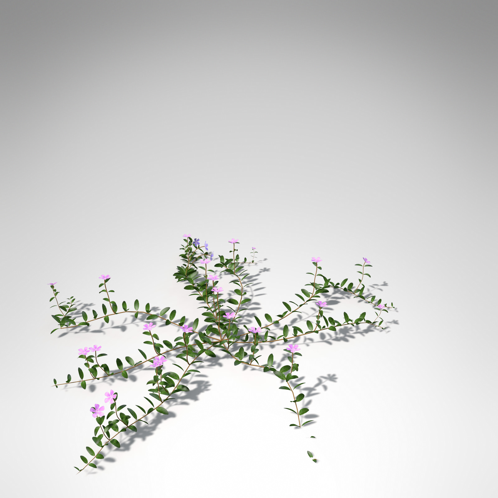 XfrogPlants Lesser Periwinkle 3D model_1