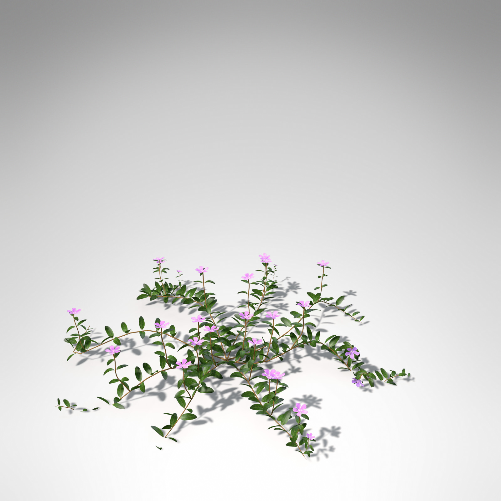 XfrogPlants Lesser Periwinkle 3D model_3