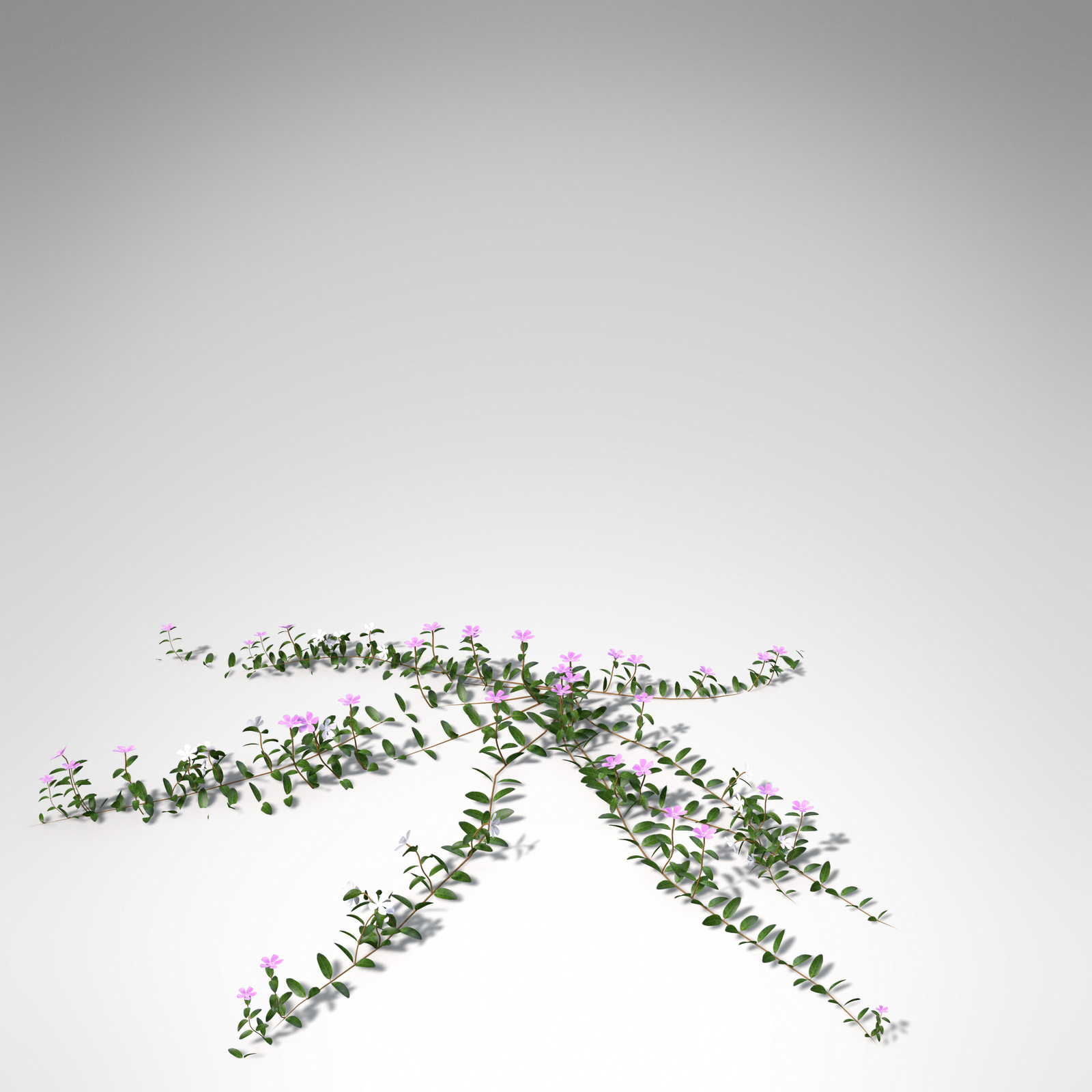 XfrogPlants Lesser Periwinkle 3D model_4