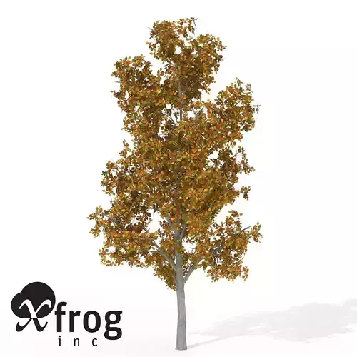XfrogPlants Autumn Smooth Leaved Elm