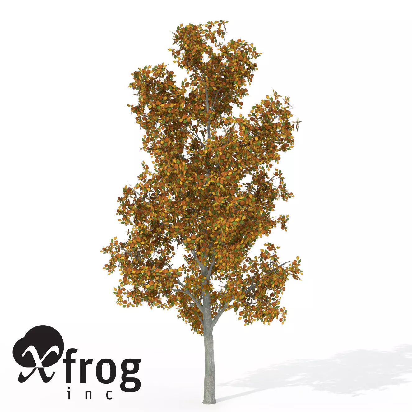 XfrogPlants Autumn Smooth Leaved Elm 3D model