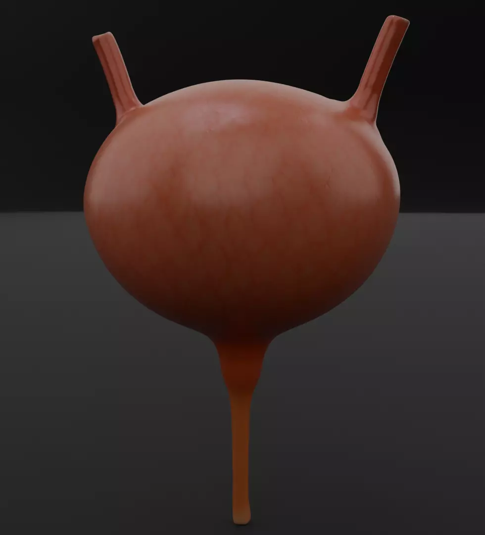 Human Urinary Bladder High-Quality 3D Print Anatomia 3D print model