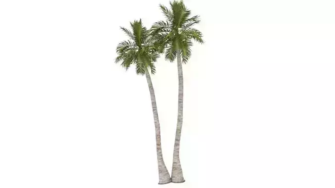 coconut tree 3d model 3D model