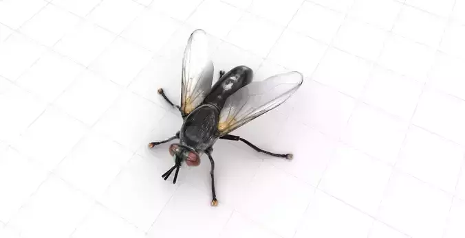 Common Fly