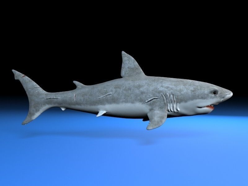 Great white shark  Low-poly 3D model_2