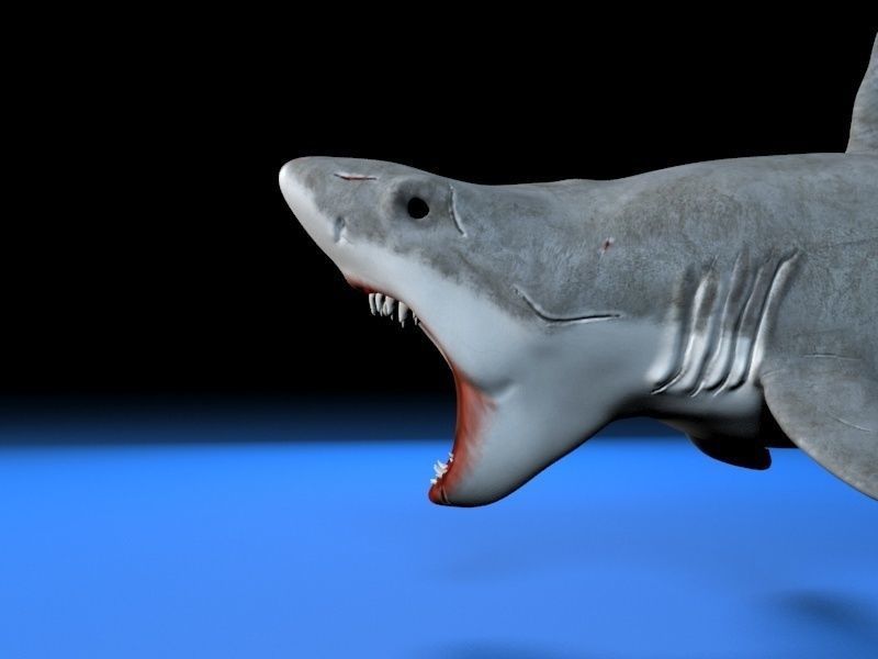 Great white shark  Low-poly 3D model_4